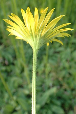 Doronicum hungaricum \ Ungarische G�mswurz / Hungarian Leopard's-Bane, D Botan. Gar.  Universit.  Heidelberg 21.4.2016