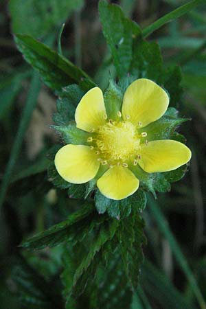 Potentilla indica \ Indische Schein-Erdbeere / Yellow-flowered Strawberry, D Weinheim an der Bergstra&szlig;e 26.4.2007