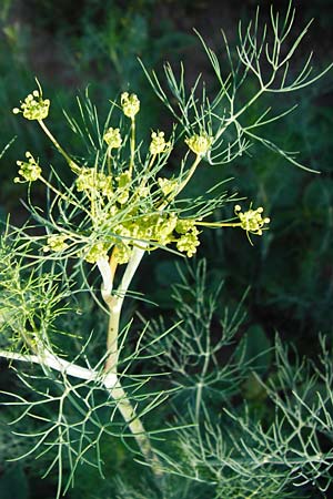 Anethum graveolens \ Dill / Dill, D Pfungstadt 17.6.2015