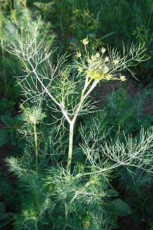Anethum graveolens \ Dill / Dill, D Pfungstadt 17.6.2015