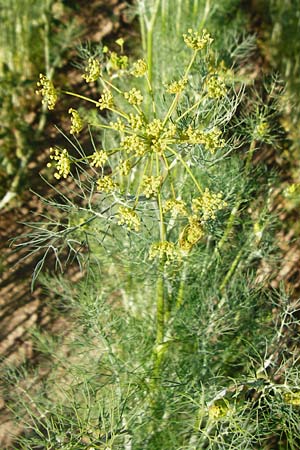 Anethum graveolens \ Dill / Dill, D Pfungstadt 17.6.2015