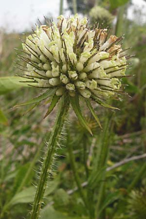 Dipsacus strigosus \ Schlanke Karde / Yellow-Flowered Teasel, D Eching 25.7.2015