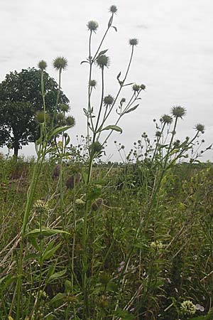 Dipsacus strigosus \ Schlanke Karde / Yellow-Flowered Teasel, D Eching 25.7.2015