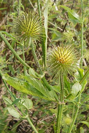 Dipsacus strigosus \ Schlanke Karde / Yellow-Flowered Teasel, D Eching 25.7.2015