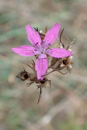 Dianthus armeria \ B�schel-Nelke / Deptford Pink, D Laudenbach am Main 17.9.2016