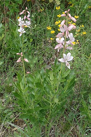 Dictamnus albus \ Diptam / Burning Bush, D Werbach 20.5.2017