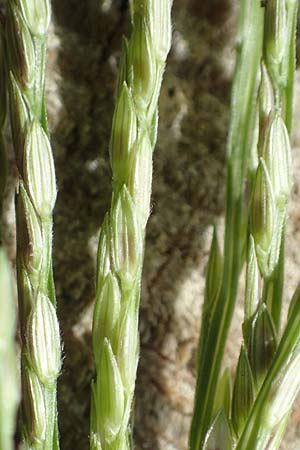 Digitaria sanguinalis \ Blutrote Fingerhirse / Hairy Finger-Grass, D Mannheim 17.9.2017