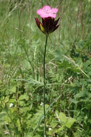 Dianthus carthusianorum subsp. carthusianorum \ Kart�user-Nelke / Carthusian Pink, D Hanhofen 25.5.2018
