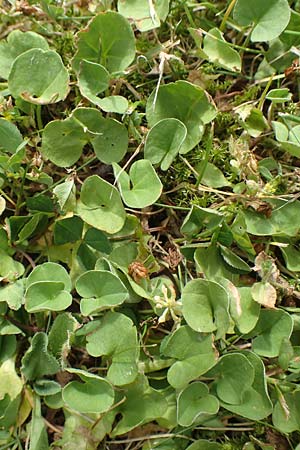 Dichondra micrantha \ Kleinbl�tige Zweikornwinde / Asian Ponysfoot, Kidneyweed, D M&ouml;nchengladbach 13.6.2018