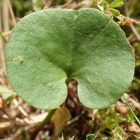 Dichondra micrantha \ Kleinbl�tige Zweikornwinde / Asian Ponysfoot, Kidneyweed, D M&ouml;nchengladbach 13.6.2018