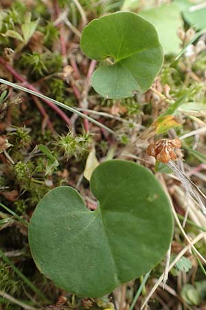 Dichondra micrantha \ Kleinbl�tige Zweikornwinde / Asian Ponysfoot, Kidneyweed, D M&ouml;nchengladbach 13.6.2018