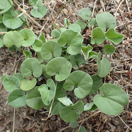 Dichondra micrantha \ Kleinbl�tige Zweikornwinde / Asian Ponysfoot, Kidneyweed, D M&ouml;nchengladbach 13.6.2018