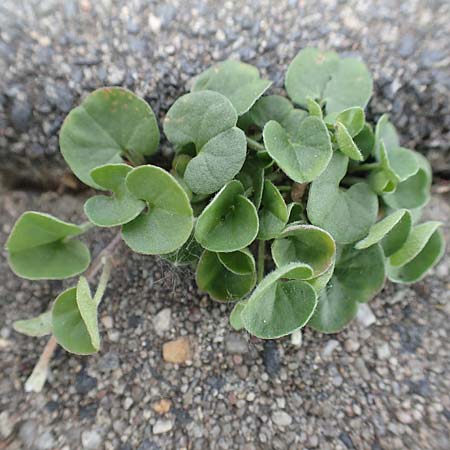 Dichondra micrantha \ Kleinbl�tige Zweikornwinde / Asian Ponysfoot, Kidneyweed, D M&ouml;nchengladbach 13.6.2018