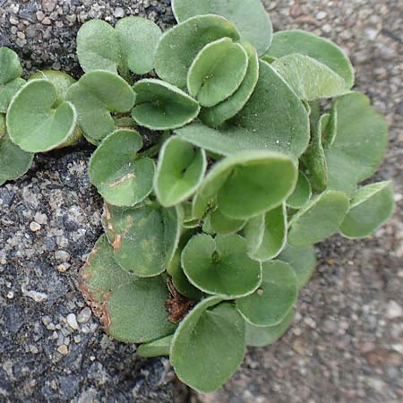 Dichondra micrantha \ Kleinbl�tige Zweikornwinde / Asian Ponysfoot, Kidneyweed, D M&ouml;nchengladbach 13.6.2018
