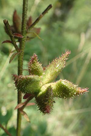 Dictamnus albus \ Diptam / Burning Bush, D Istein 25.6.2018