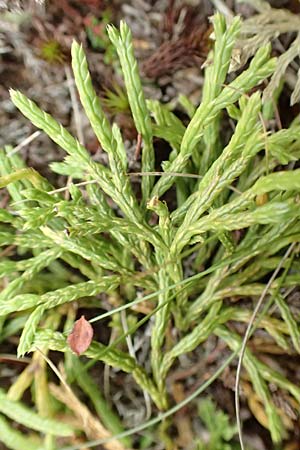Diphasiastrum issleri \ Isslers Flach-B�rlapp / Issler's Clubmoss, D Harz, Sonnenberg 24.8.2018