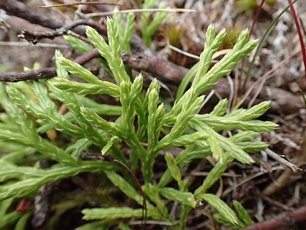 Diphasiastrum issleri \ Isslers Flach-B�rlapp / Issler's Clubmoss, D Harz, Sonnenberg 24.8.2018