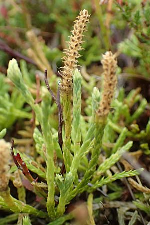 Diphasiastrum issleri \ Isslers Flach-B�rlapp / Issler's Clubmoss, D Harz, Sonnenberg 24.8.2018
