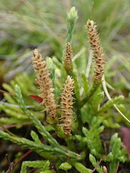 Diphasiastrum issleri \ Isslers Flach-B�rlapp / Issler's Clubmoss, D Harz, Sonnenberg 24.8.2018