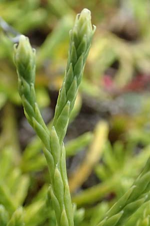 Diphasiastrum issleri \ Isslers Flach-B�rlapp / Issler's Clubmoss, D Harz, Sonnenberg 24.8.2018