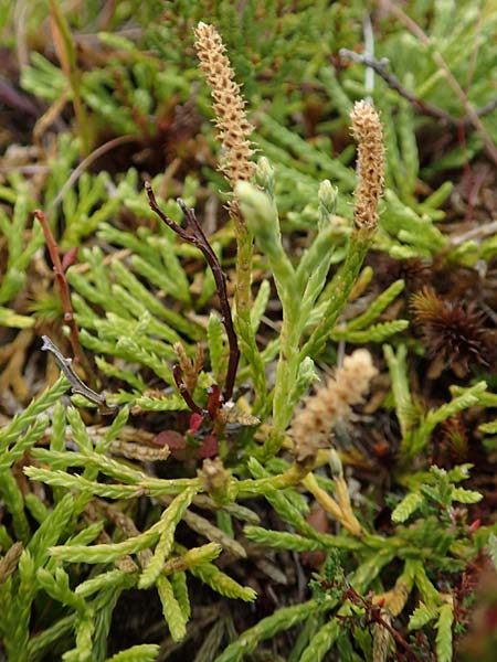 Diphasiastrum issleri \ Isslers Flach-B�rlapp / Issler's Clubmoss, D Harz, Sonnenberg 24.8.2018