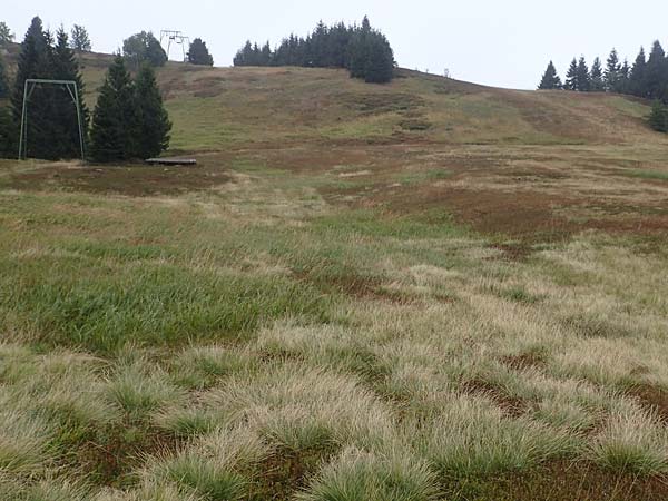 Diphasiastrum issleri \ Isslers Flach-B�rlapp / Issler's Clubmoss, D Harz, Sonnenberg 24.8.2018