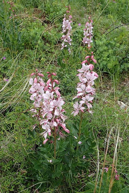 Dictamnus albus \ Diptam / Burning Bush, D Werbach 29.5.2019