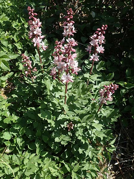 Dictamnus albus \ Diptam / Burning Bush, D Gr&uuml;nstadt-Asselheim 26.4.2020