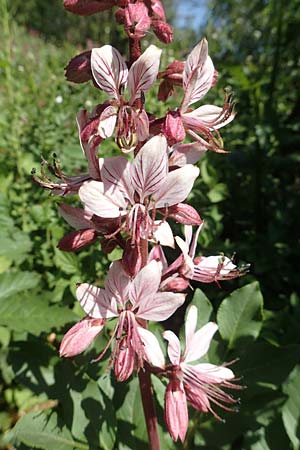 Dictamnus albus \ Diptam / Burning Bush, D Gr&uuml;nstadt-Asselheim 26.4.2020