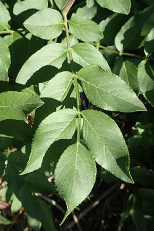 Dictamnus albus \ Diptam / Burning Bush, D Gr&uuml;nstadt-Asselheim 26.4.2020