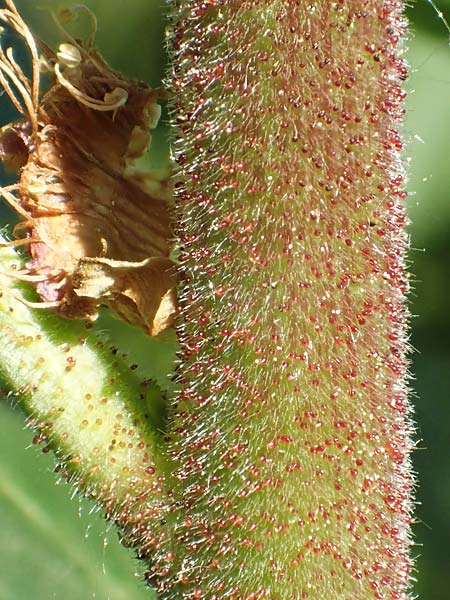 Dictamnus albus \ Diptam / Burning Bush, D Gr&uuml;nstadt-Asselheim 26.4.2020