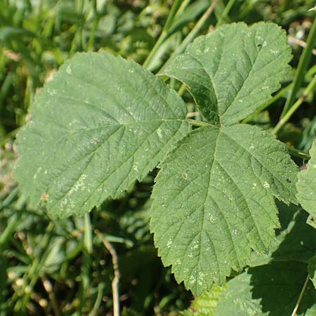 Rubus dichtstachelig \ Dichtstachelige Haselblatt-Brombeere / Dense-Spined Hazel-Leaf Bramble, D Odenwald, Lindenfels 26.6.2020