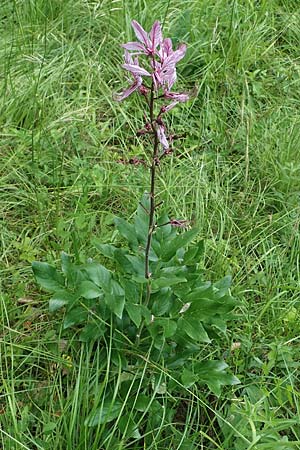 Dictamnus albus \ Diptam / Burning Bush, D Pforzheim 12.6.2021