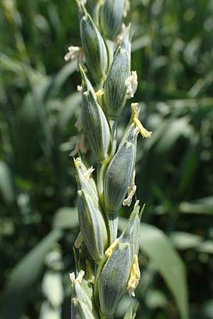 Triticum spelta \ Dinkel, Spelz / Spelt, Swabian Grain, D Gr&uuml;nstadt-Asselheim 16.6.2021