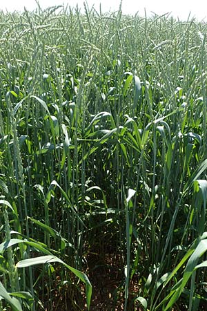 Triticum spelta \ Dinkel, Spelz / Spelt, Swabian Grain, D Gr&uuml;nstadt-Asselheim 16.6.2021