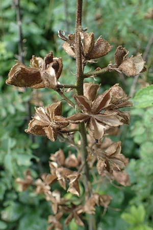 Dictamnus albus \ Diptam / Burning Bush, D Gr&uuml;nstadt-Asselheim 6.8.2021