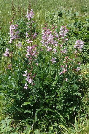 Dictamnus albus, Diptam