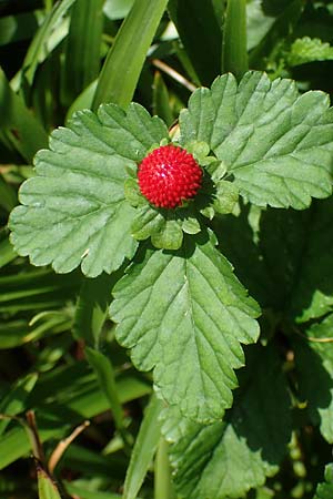Potentilla indica \ Indische Schein-Erdbeere / Yellow-flowered Strawberry, D Fulda 22.6.2023