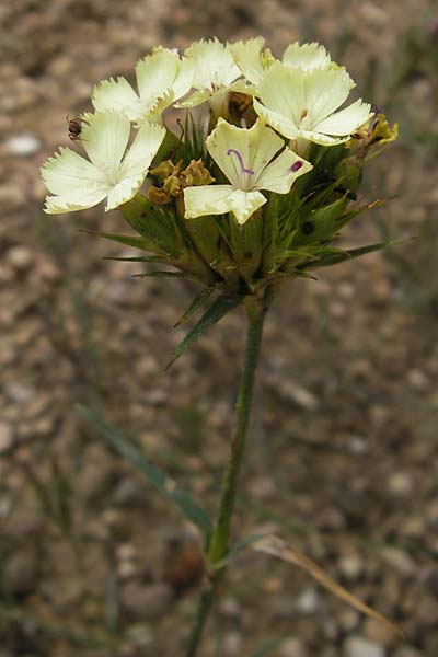 Dianthus knappii / Yellow Pink, D Botan. Gar.  Universit.  Mainz 11.7.2009