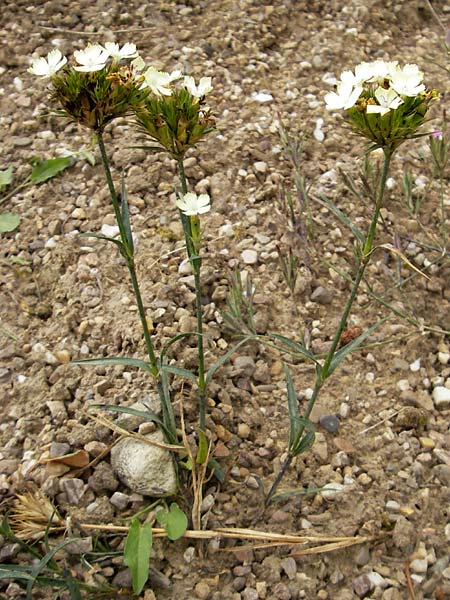 Dianthus knappii / Yellow Pink, D Botan. Gar.  Universit.  Mainz 11.7.2009