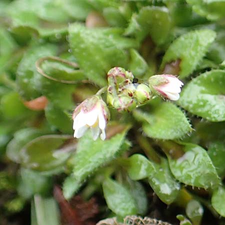 Draba kohlscheidensis \ Kohlscheider Hungerbl�mchen / Kohlscheid Whitlowgrass, D Herzogenrath-Kohlscheid 10.3.2019