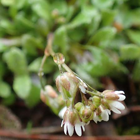 Draba kohlscheidensis \ Kohlscheider Hungerbl�mchen / Kohlscheid Whitlowgrass, D Herzogenrath-Kohlscheid 10.3.2019