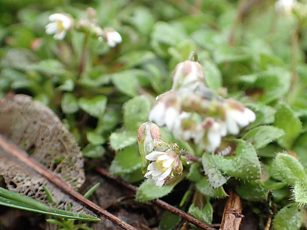 Draba kohlscheidensis \ Kohlscheider Hungerbl�mchen / Kohlscheid Whitlowgrass, D Herzogenrath-Kohlscheid 10.3.2019