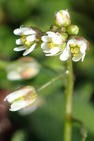 Draba kohlscheidensis \ Kohlscheider Hungerbl�mchen / Kohlscheid Whitlowgrass, D Herzogenrath-Kohlscheid 10.3.2019