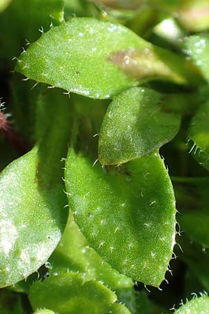Draba kohlscheidensis \ Kohlscheider Hungerbl�mchen / Kohlscheid Whitlowgrass, D Herzogenrath-Kohlscheid 10.3.2019