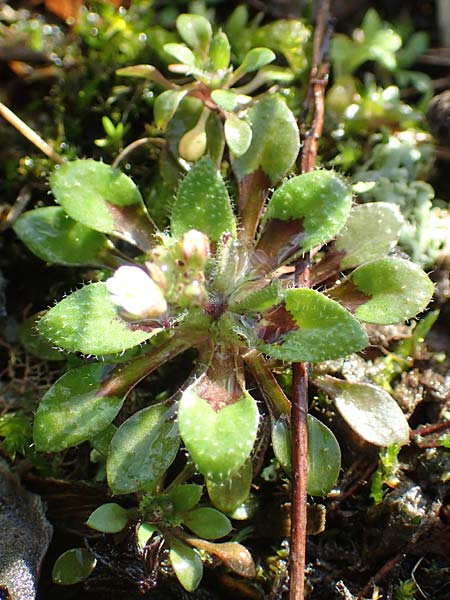 Draba kohlscheidensis \ Kohlscheider Hungerbl�mchen / Kohlscheid Whitlowgrass, D Herzogenrath-Kohlscheid 10.3.2019
