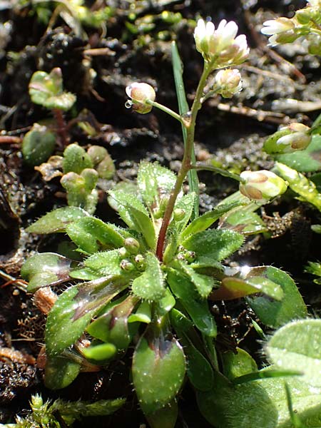 Draba kohlscheidensis \ Kohlscheider Hungerbl�mchen / Kohlscheid Whitlowgrass, D Herzogenrath-Kohlscheid 10.3.2019