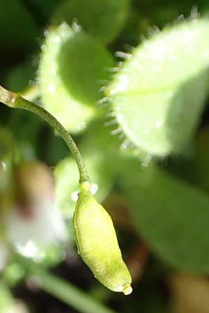 Draba kohlscheidensis \ Kohlscheider Hungerbl�mchen / Kohlscheid Whitlowgrass, D Herzogenrath-Kohlscheid 10.3.2019