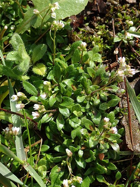 Draba kohlscheidensis \ Kohlscheider Hungerbl�mchen / Kohlscheid Whitlowgrass, D Herzogenrath-Kohlscheid 10.3.2019