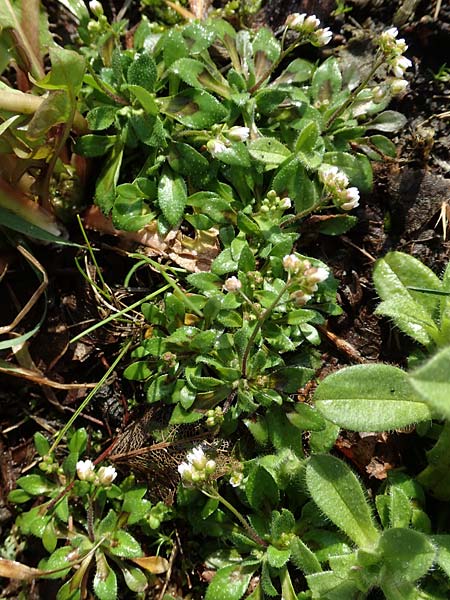 Draba kohlscheidensis \ Kohlscheider Hungerbl�mchen / Kohlscheid Whitlowgrass, D Herzogenrath-Kohlscheid 10.3.2019